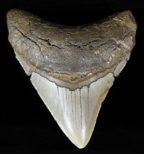 Megalodon Tooth - North Carolina #59067